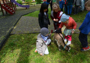 Dzieci z grupy II czeszą zwierzęta